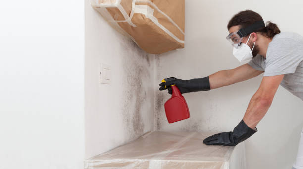 Professional Basement Mold Remediation technician working in Harwood, MD