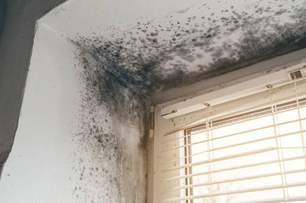 Affordable Basement Mold Remediation solutions in Harwood, MD