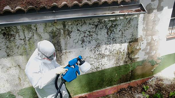 Top rated local Basement Mold Remediation specialists in Harwood, MD